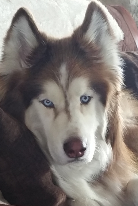 Entry image for Bear. Clicking this image will show a larger photo