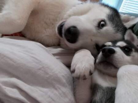 Entry image for Stoli and Ella. Clicking this image will show a larger photo