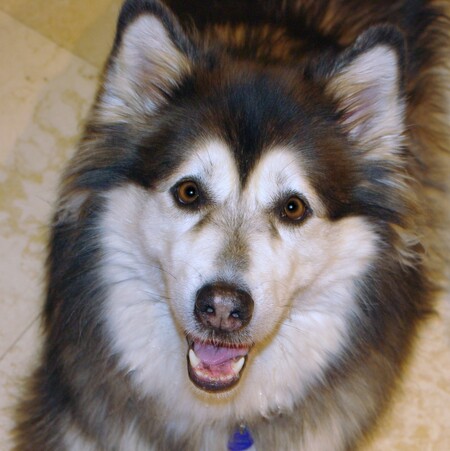 Entry image for Aurora. Clicking this image will show a larger photo