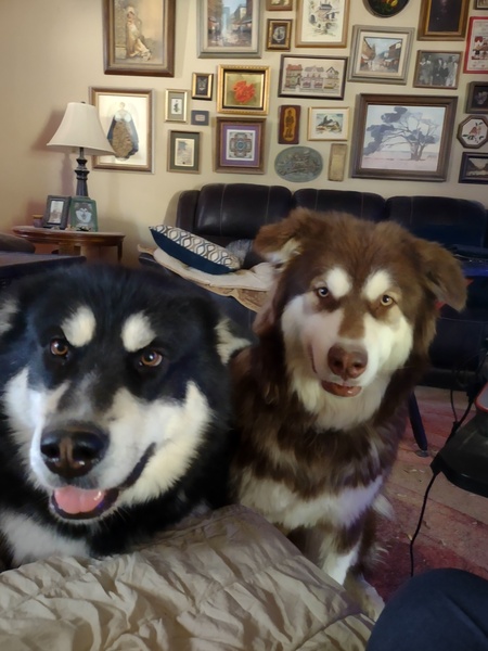 Entry image for Daffodil and Norlys. Clicking this image will show a larger photo