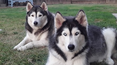 Entry image for Gunner & Reagan. Clicking this image will show a larger photo