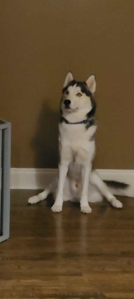 Entry image for Blu. Clicking this image will show a larger photo