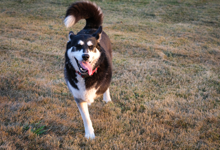 Entry image for Mulan. Clicking this image will show a larger photo