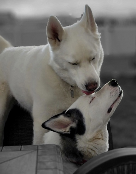 Entry image for Koda / Diamond . Clicking this image will show a larger photo