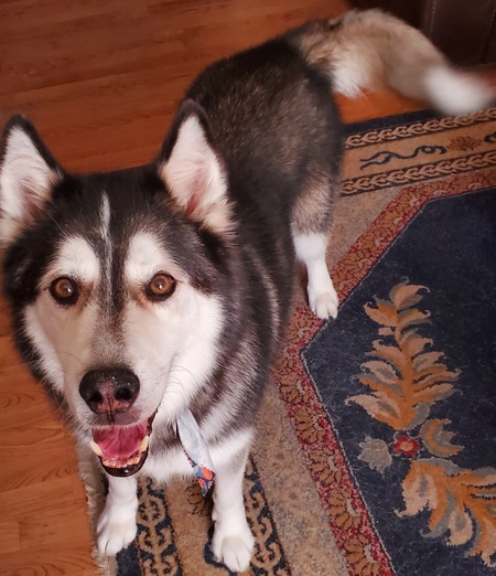 Entry image for Koda. Clicking this image will show a larger photo