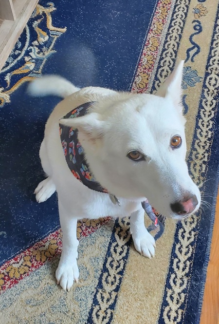 Entry image for Bella. Clicking this image will show a larger photo