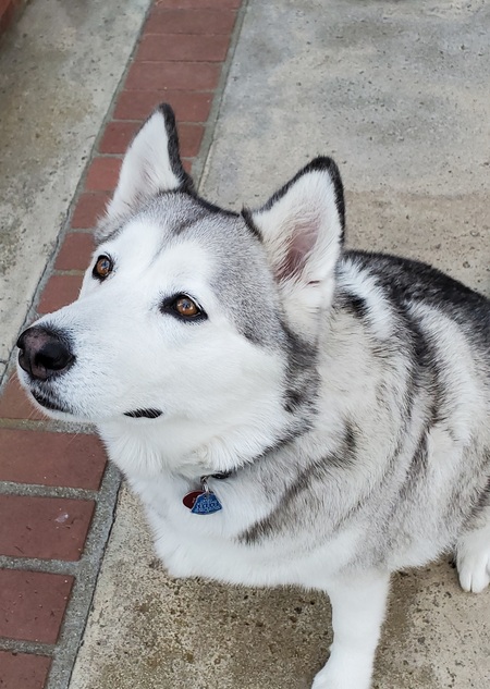 Entry image for Sassy. Clicking this image will show a larger photo