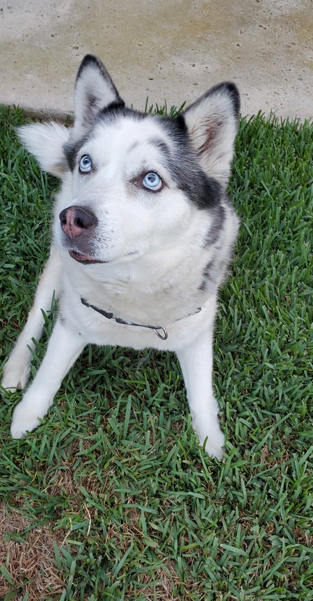 Entry image for Mushu. Clicking this image will show a larger photo