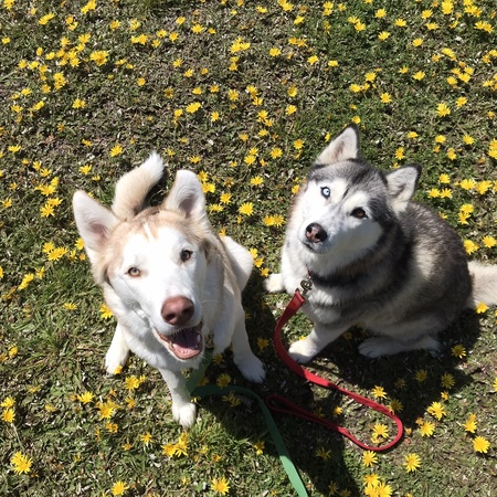 Entry image for Olen and Skye. Clicking this image will show a larger photo