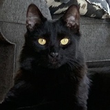 Entry image for Rémy - Best. Cat. Ever.