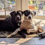Entry image for Auggie & Theo