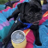 Entry image for Gizmo