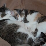 Entry image for Serena and Sophie Napping Together