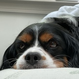 Entry image for Charlie