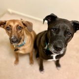 Entry image for Mac and Truffles