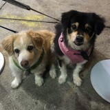 Entry image for Ginger and Honey