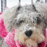 Entry image for Prancer