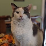 Entry image for Ginger