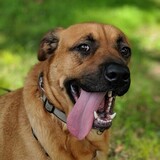 Entry image for Bagheera