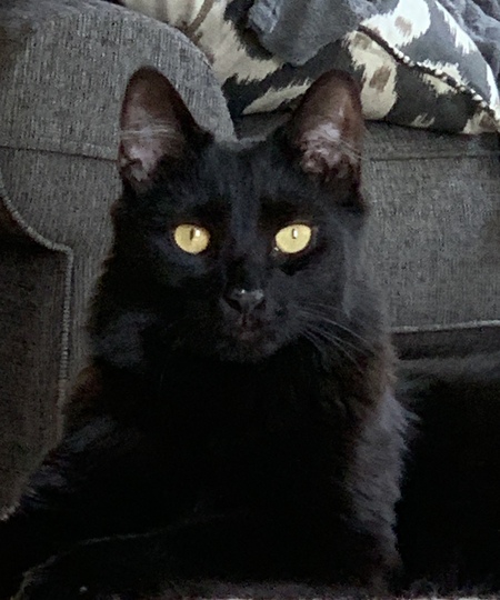 Entry image for Rémy - Best. Cat. Ever.. Clicking this image will show a larger photo