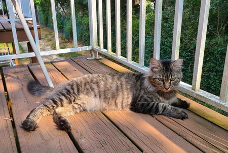 Entry image for Merlin. Clicking this image will show a larger photo