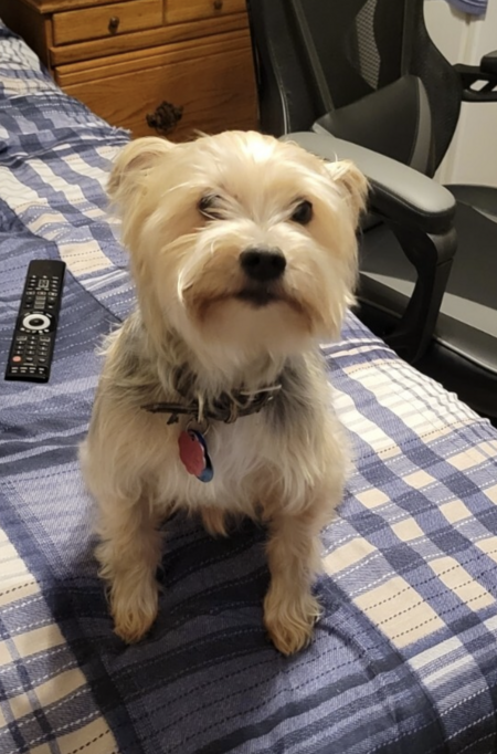 Entry image for Charlie. Clicking this image will show a larger photo
