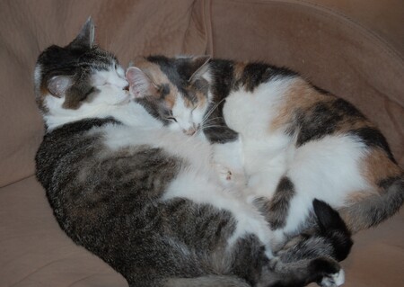 Entry image for Serena and Sophie Napping Together. Clicking this image will show a larger photo