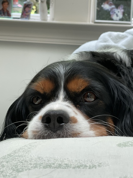 Entry image for Charlie. Clicking this image will show a larger photo
