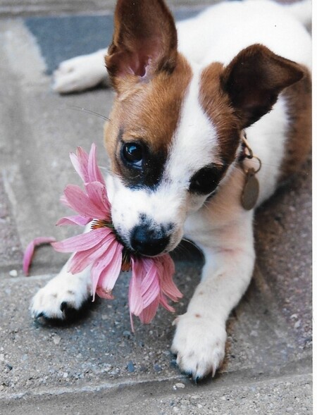 Entry image for Maddie. Clicking this image will show a larger photo