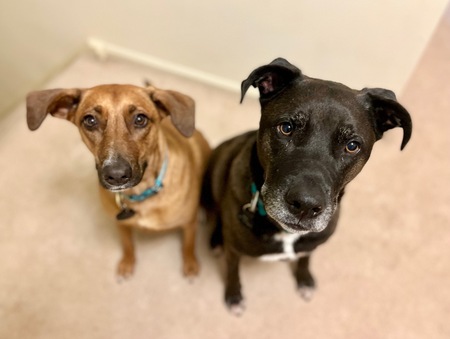 Entry image for Mac and Truffles. Clicking this image will show a larger photo