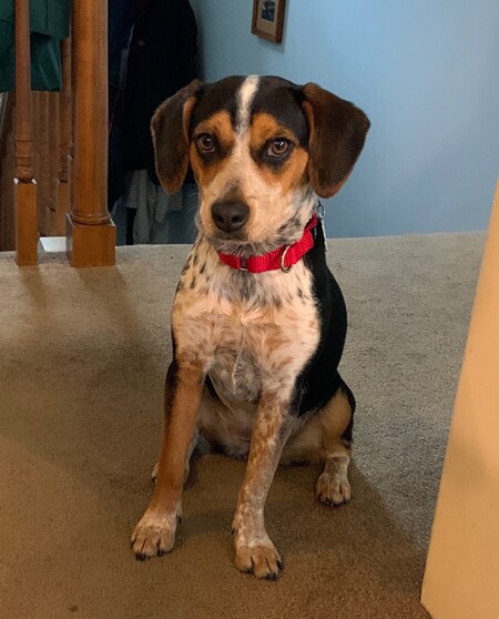 Entry image for Scout. Clicking this image will show a larger photo