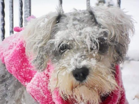 Entry image for Prancer. Clicking this image will show a larger photo