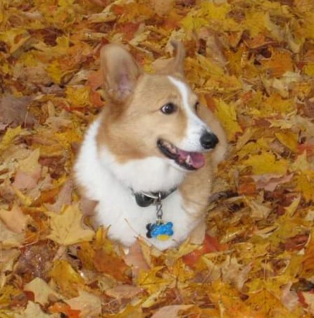 Entry image for Booker. Clicking this image will show a larger photo