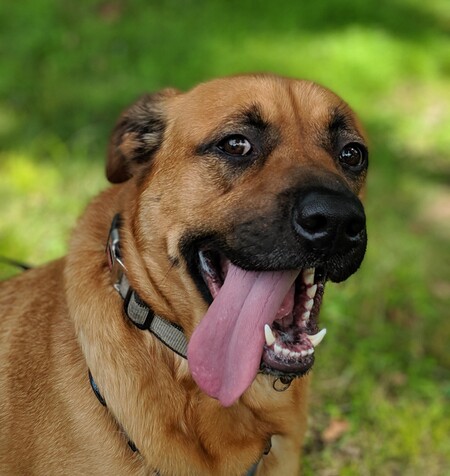Entry image for Bagheera. Clicking this image will show a larger photo