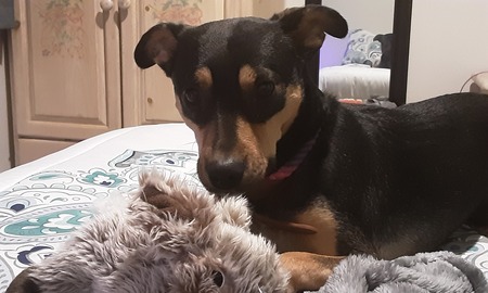 Lila