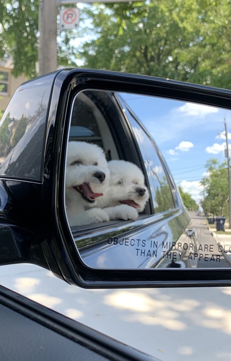 Bear and Buddy