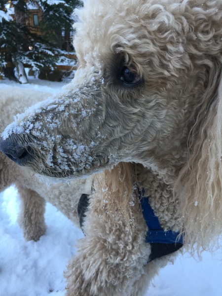 Louie