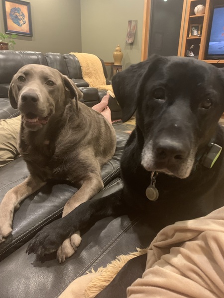 Gauge and Scout