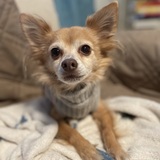 Entry image for Penelope Veronica Castro “Penny”