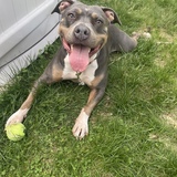 Entry image for Sage