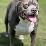 Entry image for  Crixus