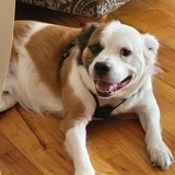 Entry image for Charley