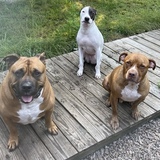 Entry image for Hodor, Roo, Jimmy