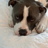 Entry image for Hank