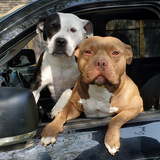 Entry image for Katie and Copper