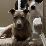 Entry image for Rocky and Mia