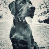 Entry image for Moose