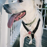 Entry image for Hunter