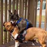 Entry image for Midget and Munchkin 