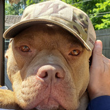 Entry image for Copper